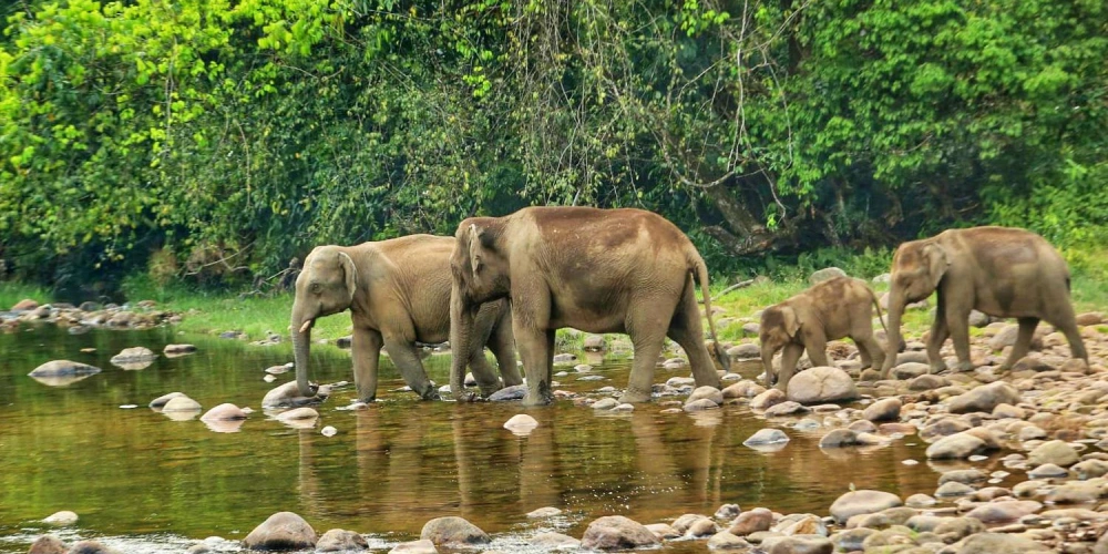 Elephants in Anakkulam