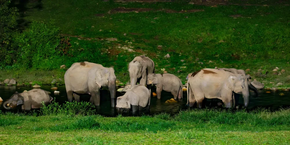 wild elephants near Munnar