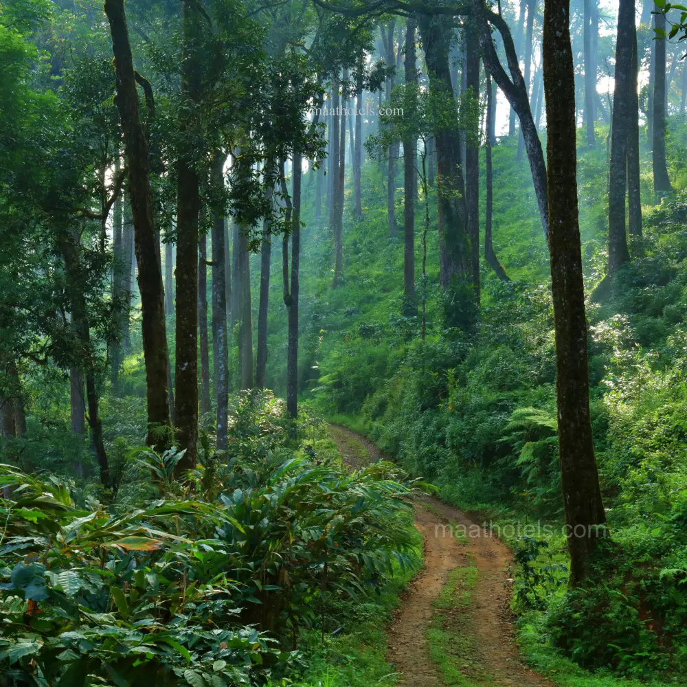 plantation_in_munnar