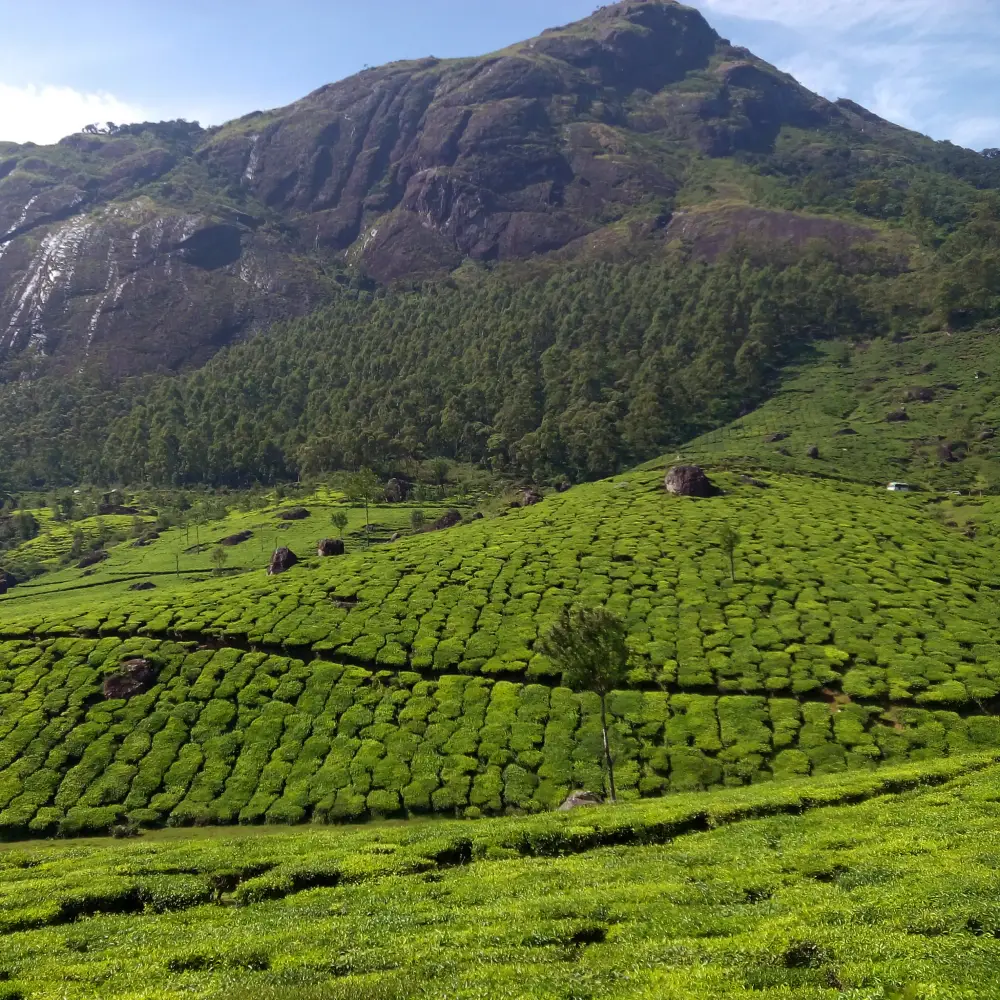 Munnar_tea_estate_in_kerala