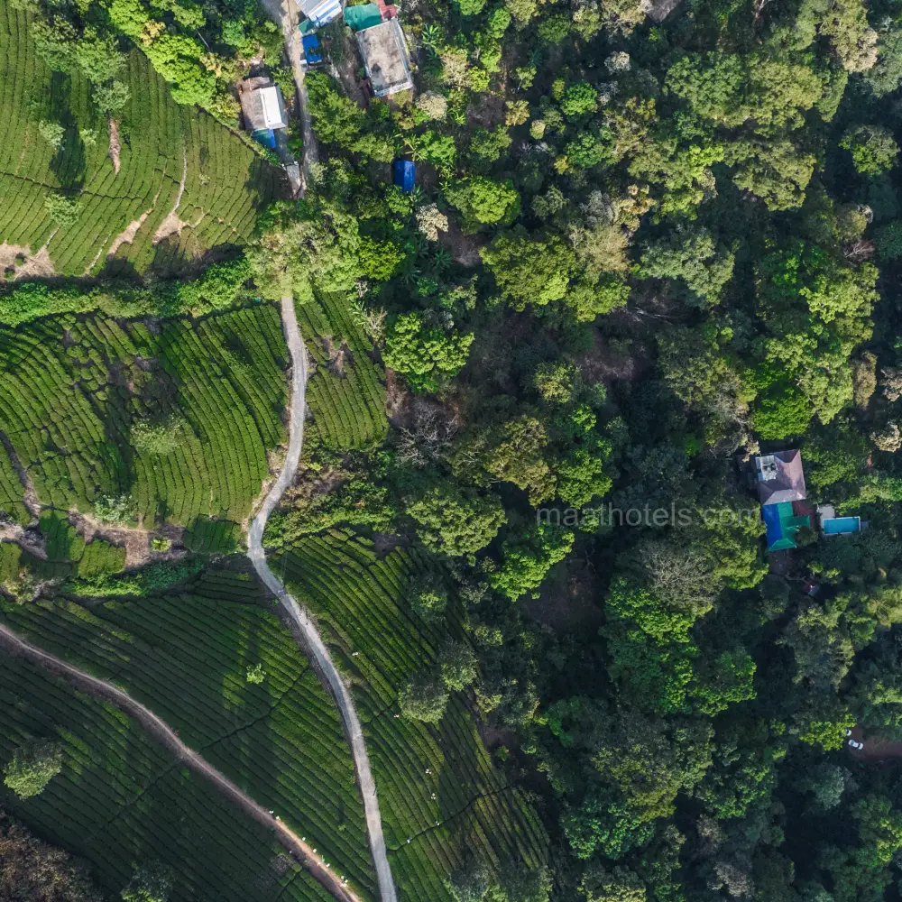 tea_estate_in_munnar
